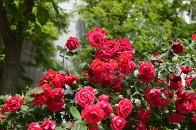 Rose Flowers Nature