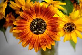 Sunflower Ornamental