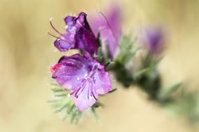 Spain Extremadura Flower