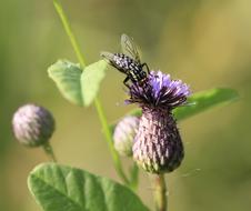 Nature Insect Flower