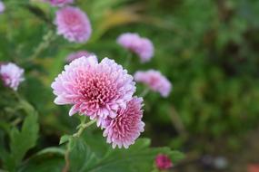 the pink flowers in the garden smell