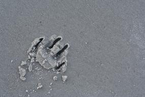 Sand Desktop Paw Print