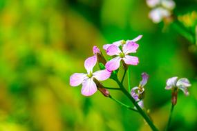 Wild Flowers Plant macro blur