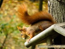 Red squirrel on the board