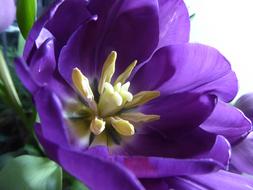 Spring Flower Nature