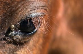 Horse Ponies Small-Horse