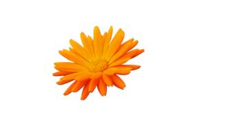 Flower Orange Petals
