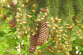 Fir Tree Pine Cones
