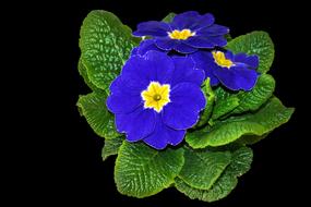 Plant Primrose Blue