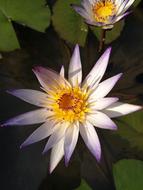 Waterlily Lotus