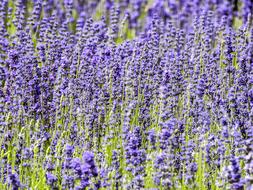 Lavender Flower Plant
