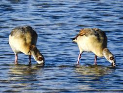 Nilgans Goose Water Bird