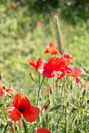 Poppy Spring Nature