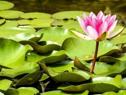 Water Lily Pond Plant Blossom