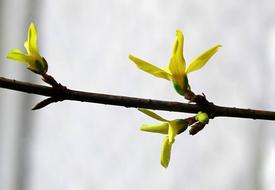 Forsythia Blooming Twig Spring