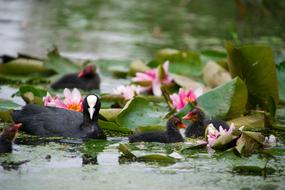 Pool Water Nature