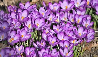 Crocus Flowers Spring