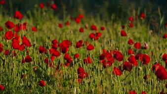Poppies Nature Meadow Morning
