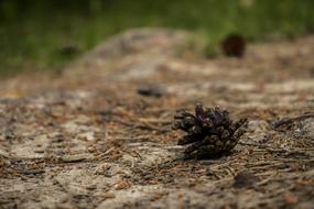 Forest Cone Nature Pine