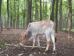 Wood Nature Mammals