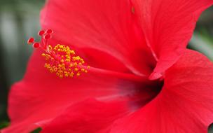 red flower bud with a yellow center