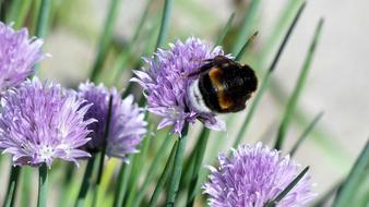 Flower Purple Bee