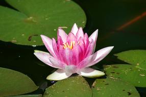 Lotus Aquatic Lily
