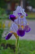 Flower Summer Iris