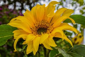 Sunflower Nature Flora