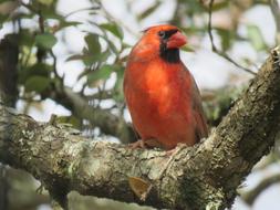 Red cardinal on a tree