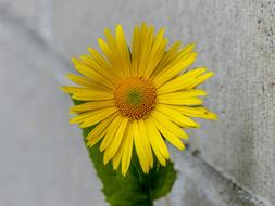 a lonely yellow flower against the wall