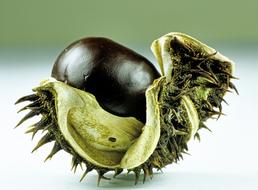 Chestnut Close Up Nature Autumn