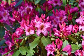 Rhododendron Buds