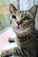 Beautiful gray cat