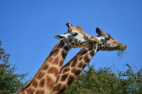 Giraffe Tallest Nature