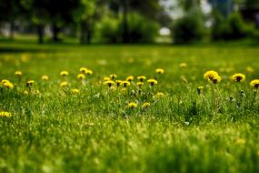 Grass Dandelion Nature