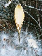 Milkweed Seeds Milk Weed Asclepias