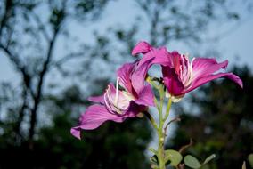 Flowers Blossom Crescent Kind Of wood