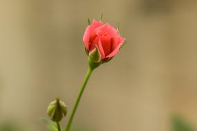 Rosa Bella Flower