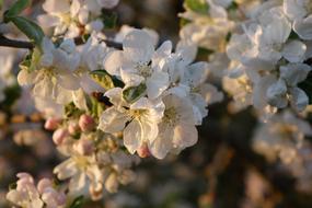 Flower Plant Branch