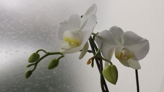 White Flower Rain Flowers
