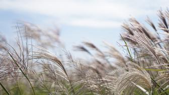 Grass S Nature Rural