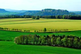 Field Grass Landscape