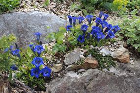 Gentian Nature Summer