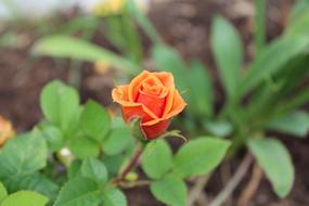Flower Nature Blossom