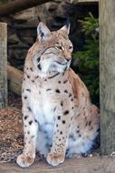 Lynx Wildlife Nature