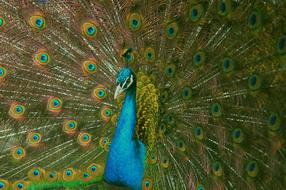 Nature Animal World Garden