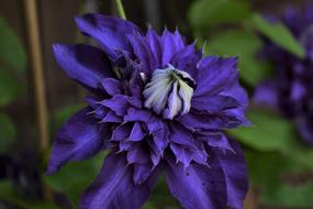 Clematis Garden Plant Botany