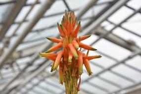 Cactus Flower Blossom