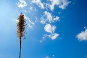 Nature Heaven Summer Blue